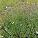 Coldifiore B&B Penna in Teverina