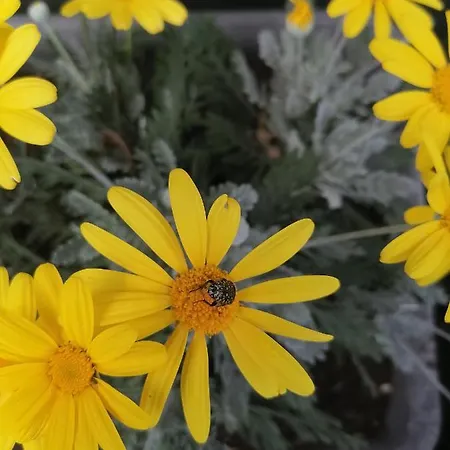 Coldifiore Bed & Breakfast 3*