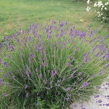 Coldifiore Bed & Breakfast Penna in Teverina