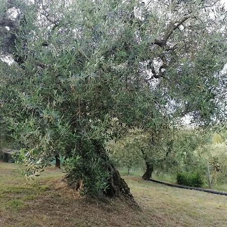 Coldifiore Penna in Teverina