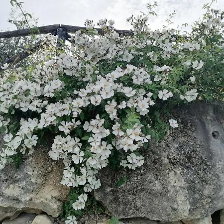 Coldifiore Penna in Teverina