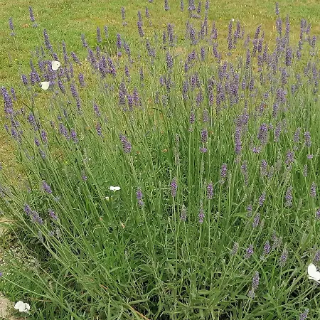 Coldifiore B&B Penna in Teverina