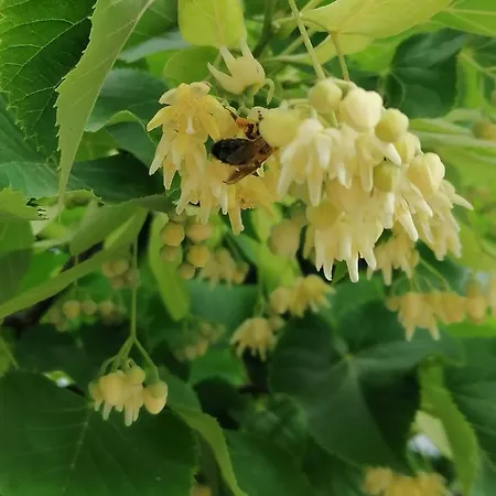 Bed & Breakfast Coldifiore Penna in Teverina