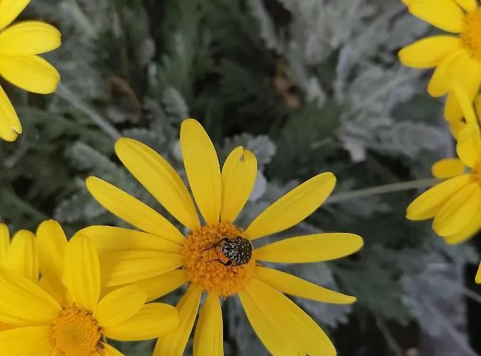 Coldifiore Bed & Breakfast 3*