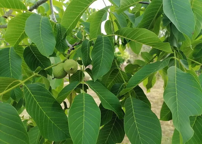 Coldifiore Bed & Breakfast 3*