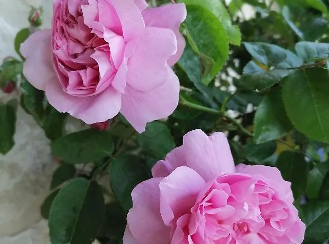 Coldifiore Penna in Teverina