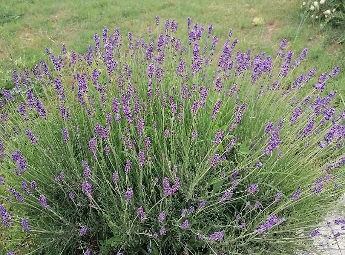 Coldifiore B&B Penna in Teverina