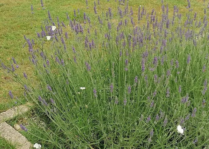 Coldifiore B&B Penna in Teverina