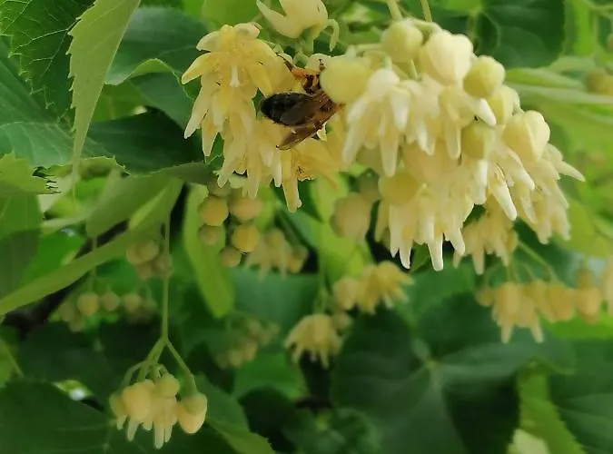 B&B Coldifiore Penna in Teverina